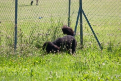 Le caniche chasseur de souris